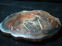 Fossil Wood Slab image