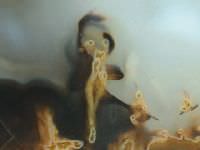Exotic Dancer image